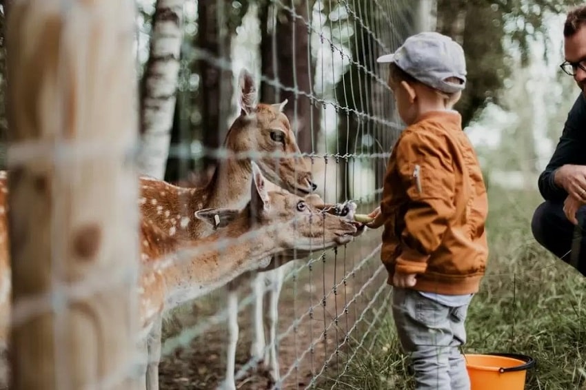 Educational Learning Opportunities for Kids at the Zoo