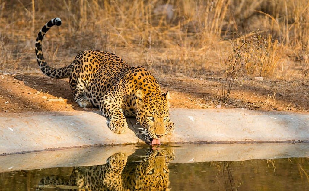 Jhalana Safari Park