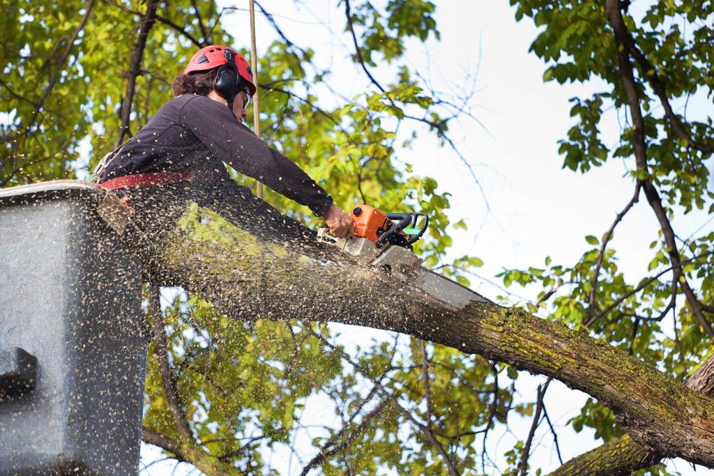 arborist Sydney