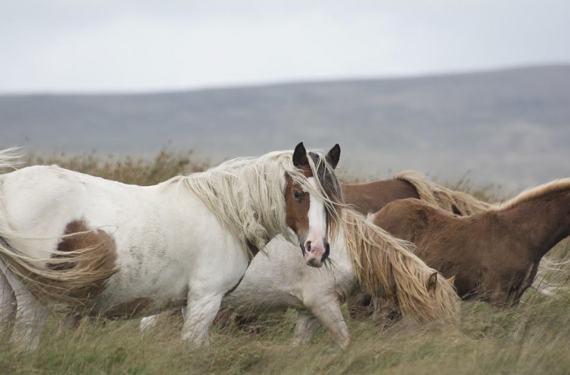 Wild Horse