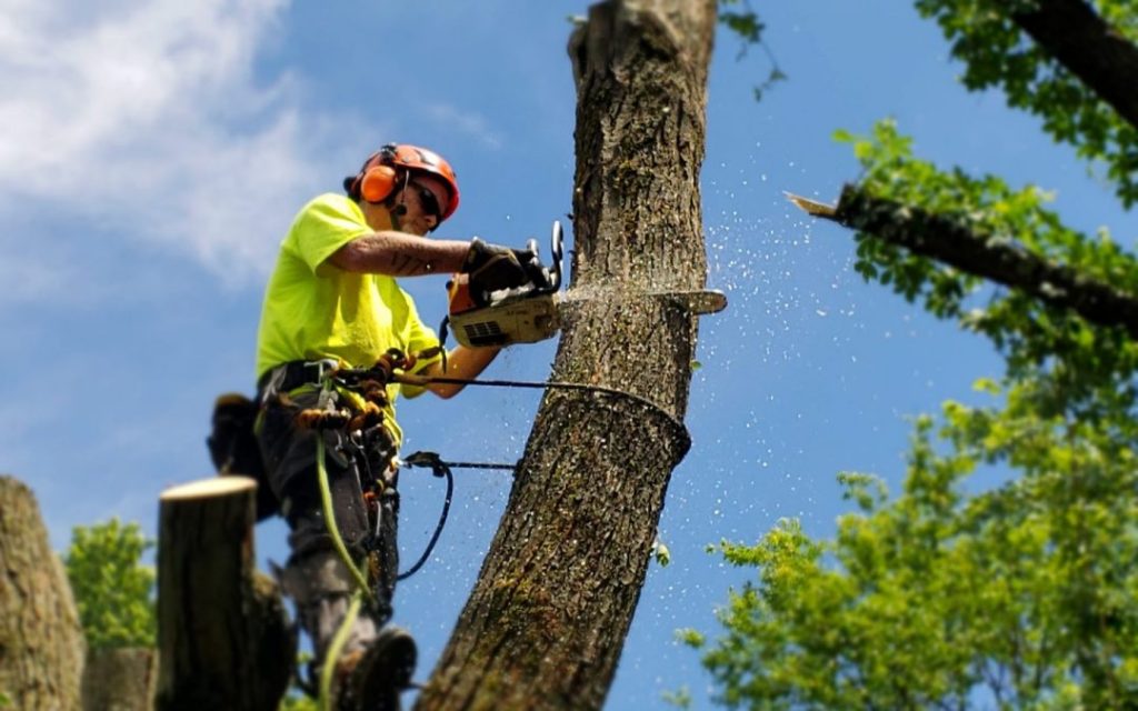 tree removal services